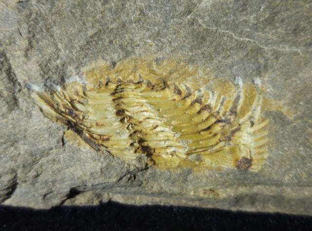 Kettneraspis seiberti BASSE in BASSE & MLLER 2004 - Bild © FossNet FossilienStore